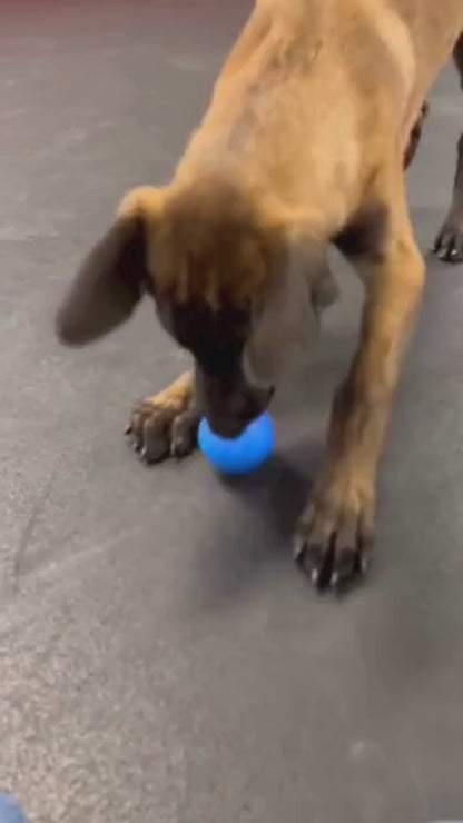 Interactieve oplaadbare speelbal voor honden & katten – Astalux Smart Pet Ball